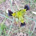 Iris tuberosa Květ