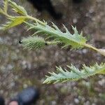 Argemone albiflora Blatt