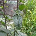 Inula conyza Mosusu