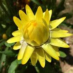 Helichrysum bracteatum Flor