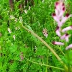 Fumaria muralis 葉