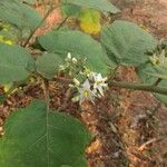 Solanum torvum Hábito