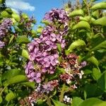 Syringa vulgarisFlower