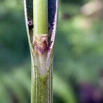 Carex laevigata Bark