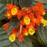 Chrysothemis pulchella Flower