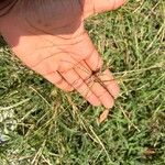 Digitaria violascens Leaf