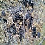 Dalbergia purpurascens Fruto