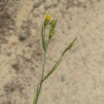 Linum trigynum Bark