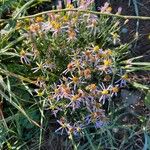 Galatella sedifolia Flower