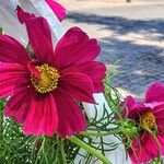 Cosmos bipinnatus Fula