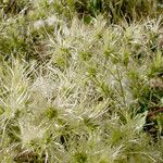 Clematis ligusticifolia Fruit