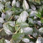 Ceanothus thyrsiflorus Leaf