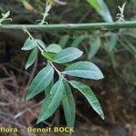 Salix pedicellata Other