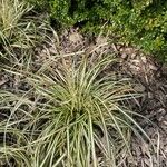 Carex ornithopoda Folha