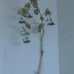 Smyrnium perfoliatum Flower