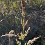 Calamagrostis viridiflavescens