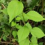 Philadelphus lewisii Foglia