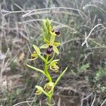Ophrys virescens Fula