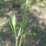 Silene gallica Blatt