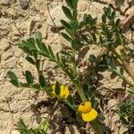 Hippocrepis biflora Habit