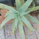 Aloe arborescens Лист