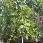 Salvadora persica Leaf