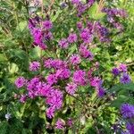 Vernonia noveboracensis Flower