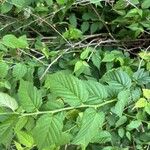 Kerria japonica 葉