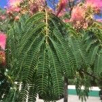 Albizia julibrissinΆλλα