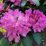 Rhododendron ferrugineum Kukka