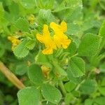 Medicago minima 花