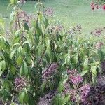 Fuchsia paniculata Kwiat