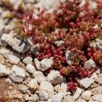 Sedum caeruleum Habit