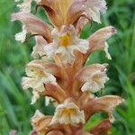 Orobanche lutea Flower