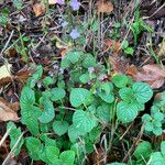 Clinopodium menthifolium Blad