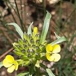 Erysimum nevadense Lorea