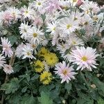 Chrysanthemum × morifoliumFlower