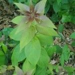 Triosteum perfoliatum 葉
