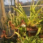 Cymbidium tracyanum Habitus