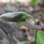 Viola rostrata Flower