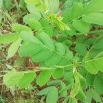 Cassia obtusifolia Leaf