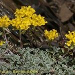 Alyssum alpestre Diğer