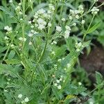 Parthenium hysterophorusFolha