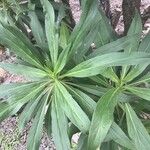 Echium hierrense Leaf
