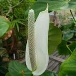 Anthurium nymphaeifolium