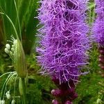 Liatris pycnostachya Λουλούδι