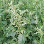 Atriplex tatarica Folha