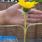 Helianthus pauciflorus Lorea