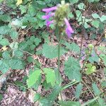 Stachys officinalis Fleur