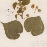 Abutilon theophrasti Blomst